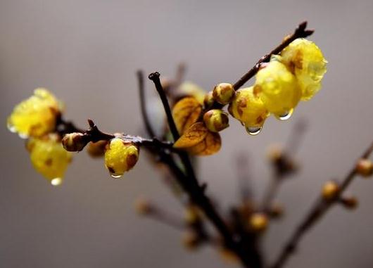 這5種樹木種植在別墅花園中別有一番風(fēng)雅！